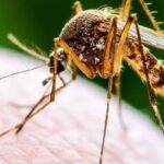 Symptoms and Prevention of Dengue & Malaria