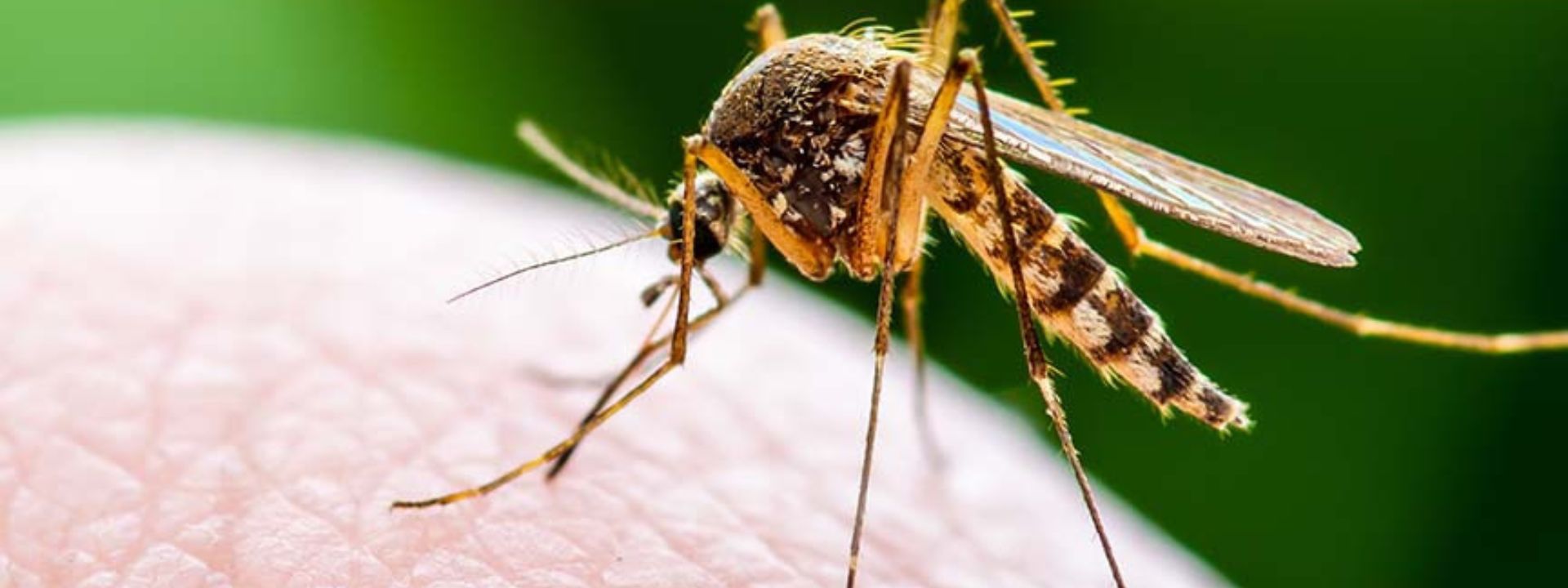 Symptoms and Prevention of Dengue & Malaria