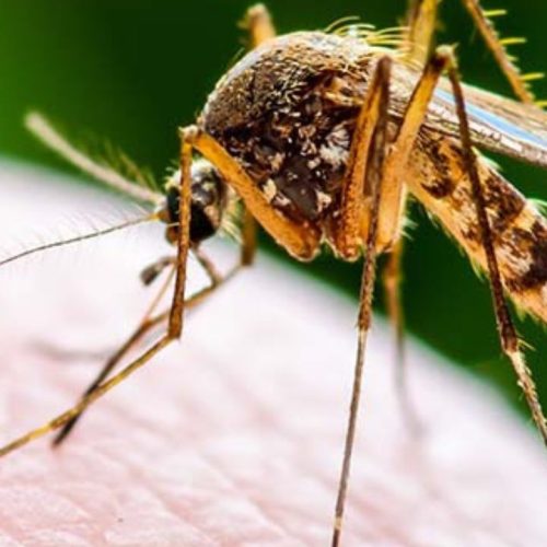 Symptoms and Prevention of Dengue & Malaria