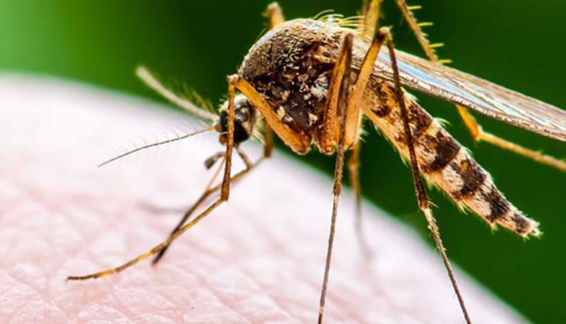 Symptoms and Prevention of Dengue & Malaria